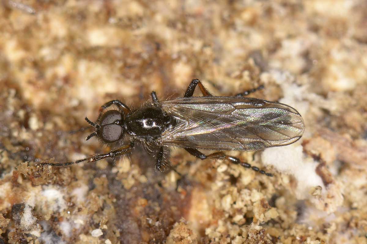 Bibio femoralis o Johannis?